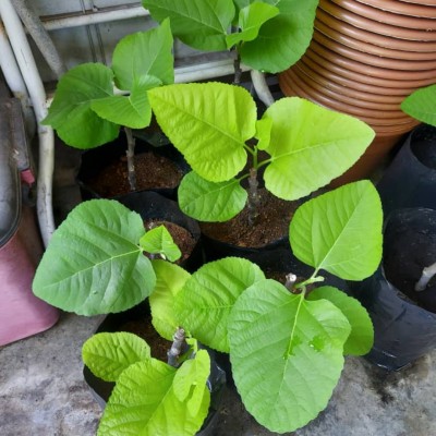 ANAK POKOK TIN