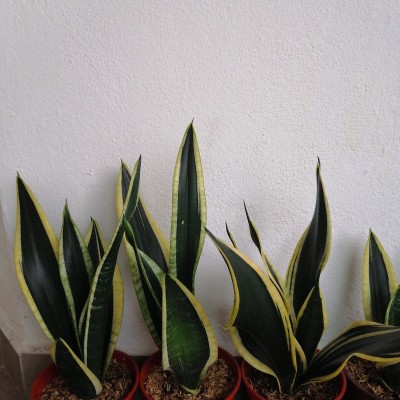 Senseviera Trifasciata Black Gold