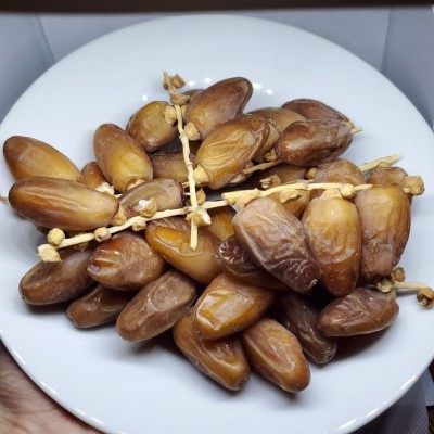 KURMA MADU TUNISIA PADE WEHH