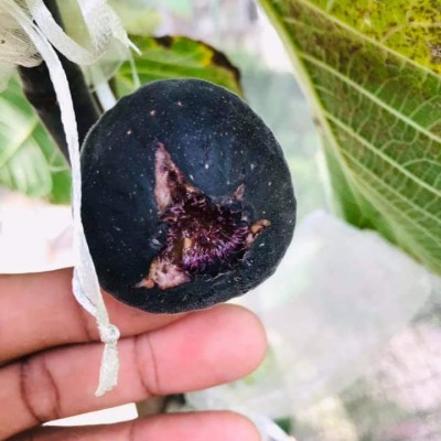 Pokok Tin Iraqi