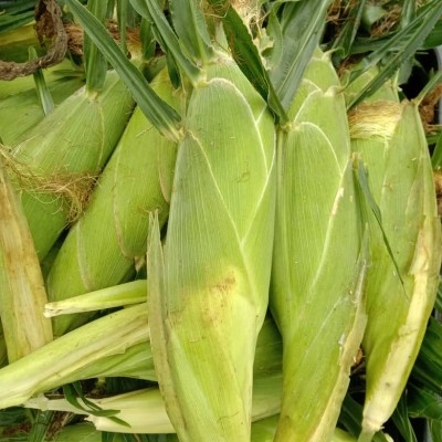 JAGUNG MANIS