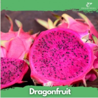 Dragon Fruits 1pc (500g)