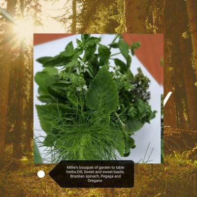 GARDEN HERBS