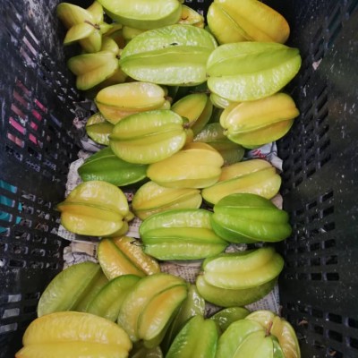 BELIMBING