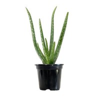 M size - Real Life Aloe Vera Pokok Hidup Lidah Buaya