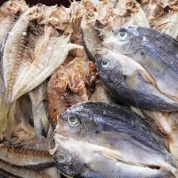ikan masin sulit