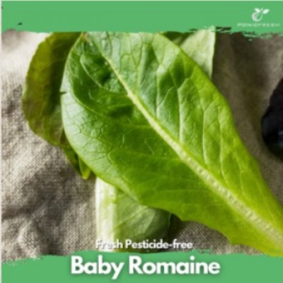 Hydroponic Baby Romaine 150g