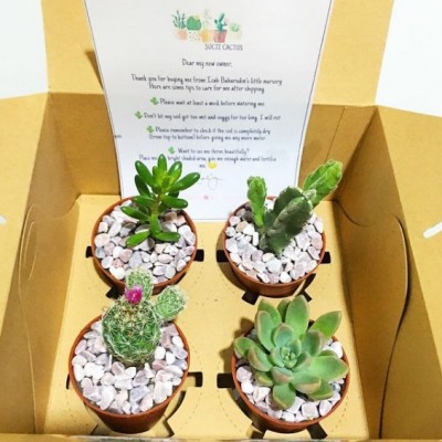 Cactus Succulent Gift Box Set