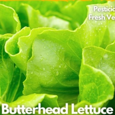 Hydroponic Butterhead 150g