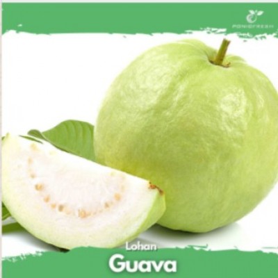 Guava 1pc (350g)
