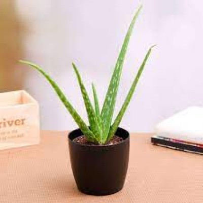 S size - Real Life Aloe Vera Pokok Hidup Lidah Buaya
