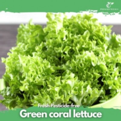 Hydroponic Green Coral 150g