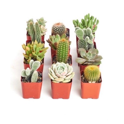 S SIZE -REAL LIFE CACTUS SUCCULENT POKOK HIDUP KAKTUS TANAH BAJA ORGANIC