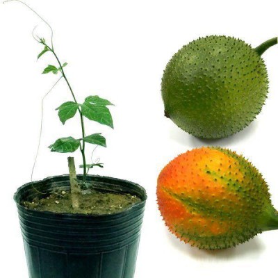 GAC PLANT