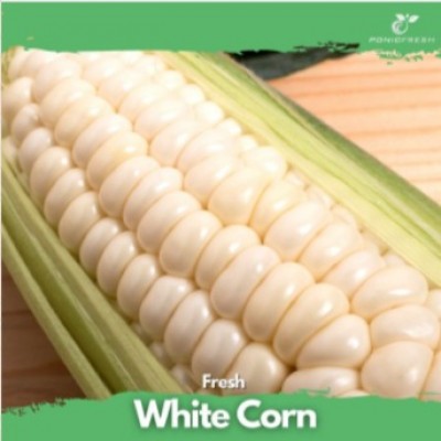 White Corn 1pc