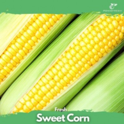 Sweet Corn 2pcs