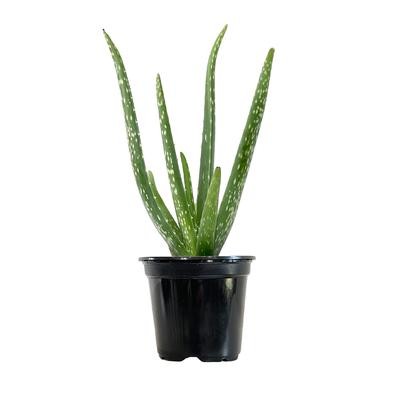 M size - Real Life Aloe Vera Pokok Hidup Lidah Buaya