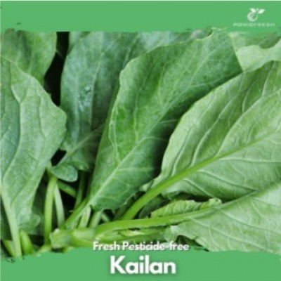 Hydroponic Kailan 150G