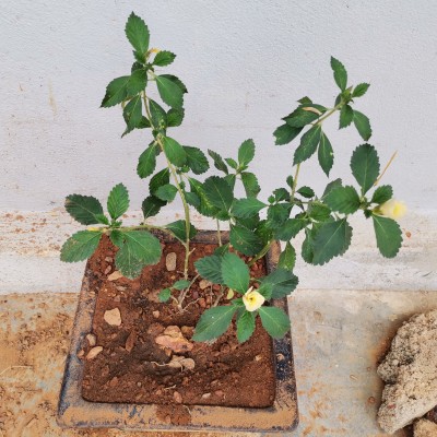 POKOK BUNGA TUNERA