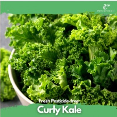 Hydroponic Curly Kale 80g