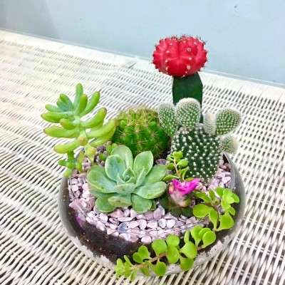 (MCSG) MINI CACTUS SUCCULENT GARDEN GLASS PLANTER POT KAKTUS POKOK HIDUP RANDOM IMPORTED TANAH BAJA ORGANIK