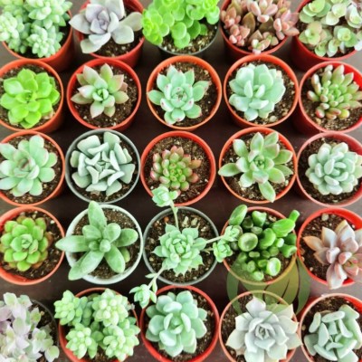 (1set-10Pots) Cactus Succulent Real Live Plants (Randomly Pick)