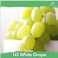 Seedless Grape  500G
