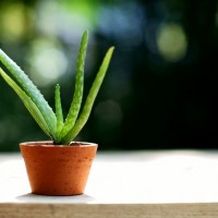 Baby size - Real Life Aloe Vera Pokok Hidup Lidah Buaya