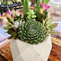 (MCSG) MINI CACTUS SUCCULENT GARDEN CEMENT PLANTER POT KAKTUS POKOK HIDUP RANDOM IMPORTED TANAH BAJA ORGANIK
