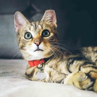 Kolar Kucing