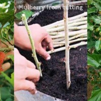 MULBERRY PLANT