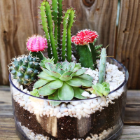 Moon Cactus REAL LIFE CACTUS POKOK HIDUP CACTI KAKTUS Red Cap