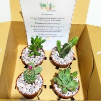 Cactus Succulent Gift Box Set