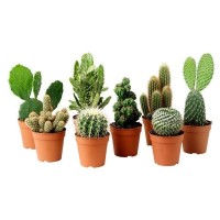 L SIZE -REAL LIFE CACTUS SUCCULENT POKOK HIDUP KAKTUS TANAH BAJA ORGANIC