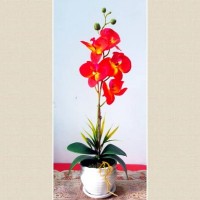 RED ORKID