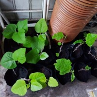ANAK POKOK TIN