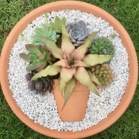 (MCSG) MINI CACTUS SUCCULENT GARDEN TERRACOTTA PLANTER POT KAKTUS POKOK HIDUP RANDOM IMPORTED TANAH BAJA ORGANIK