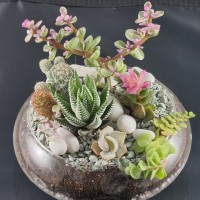 (MCSG) MINI CACTUS SUCCULENT GARDEN GLASS PLANTER POT KAKTUS POKOK HIDUP RANDOM IMPORTED TANAH BAJA ORGANIK