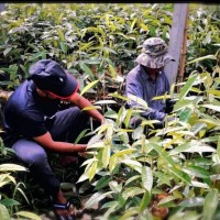 ANAK POKOK DURIAN