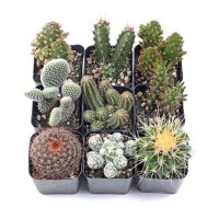 M SIZE -REAL LIFE CACTUS SUCCULENT POKOK HIDUP KAKTUS TANAH BAJA ORGANIC