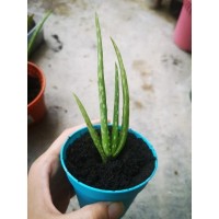 mini thumb
