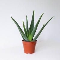 L size - Real Life Aloe Vera Pokok Hidup Lidah Buaya