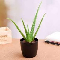 S size - Real Life Aloe Vera Pokok Hidup Lidah Buaya