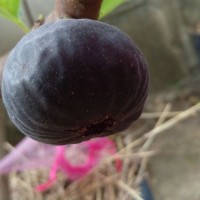 mini thumb