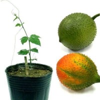 GAC PLANT