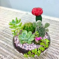 (MCSG) MINI CACTUS SUCCULENT GARDEN GLASS PLANTER POT KAKTUS POKOK HIDUP RANDOM IMPORTED TANAH BAJA ORGANIK