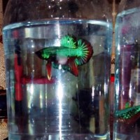 IKAN LAGA BETTA