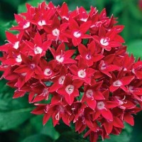 PENTAS PLANT