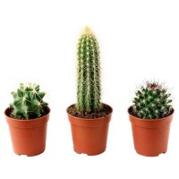 BABY SIZE -REAL LIFE CACTUS SUCCULENT POKOK HIDUP KAKTUS TANAH BAJA ORGANIC