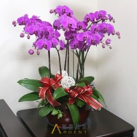 ORCHID ARRANGEMENT
